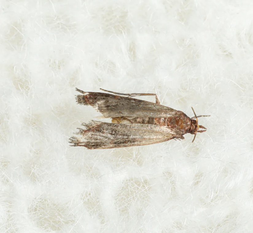 Can Clothes Moths Survive Outside? Essential Insights