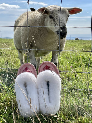 Sheepers &#038; Sustainability